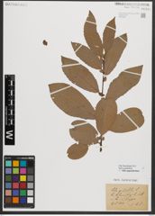 Foto von Salix appendiculata Vill.